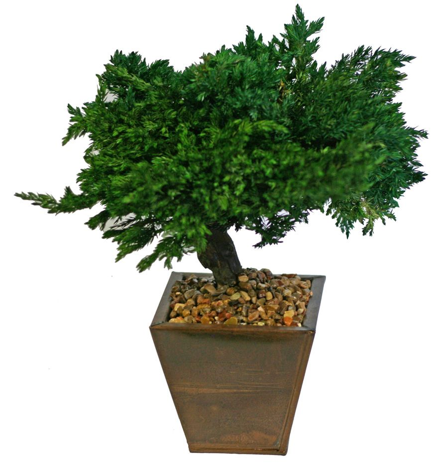 Traditional Bonsai Preserved Topiary